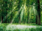 Що таке ліс?” | Відкритий ліс